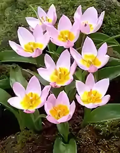 Lilac Wonder tulipán hagyma (10 db/csomag)