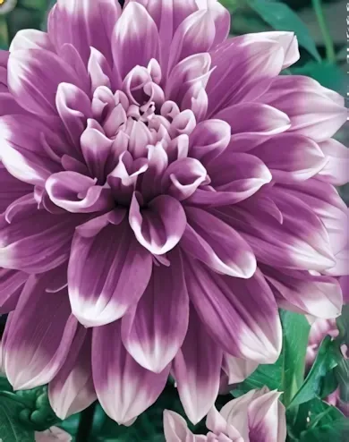 Mistery Day dekoratív dália gumó 1db