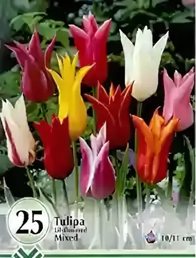 Mix Liliomvirágú tulipán hagyma válogatás (25 db/csomag)