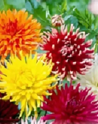 Mixed- kaktusz dália gumó 5db