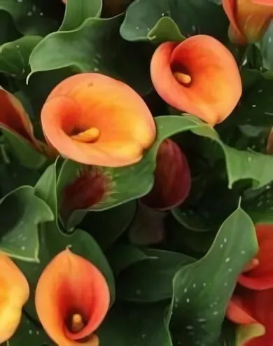 Narancs kála gumó 1 db