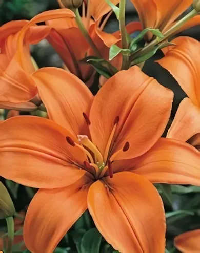 Orange liliom hagyma 1db