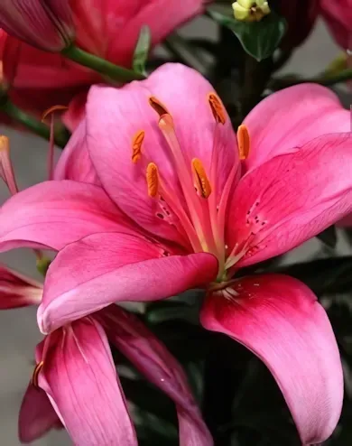 Pink liliom hagyma 1db