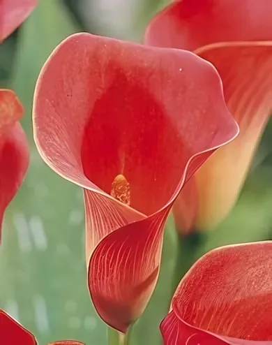 Piros kála gumó 1 db