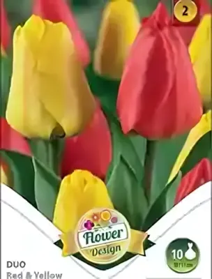 Piros és sárga duó tulipán hagyma (10 db/csomag)