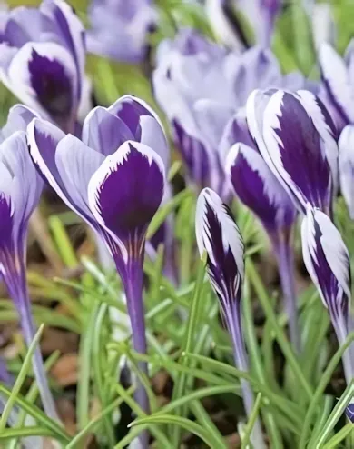 Prince Claus krókusz hagyma (10 db/csomag)