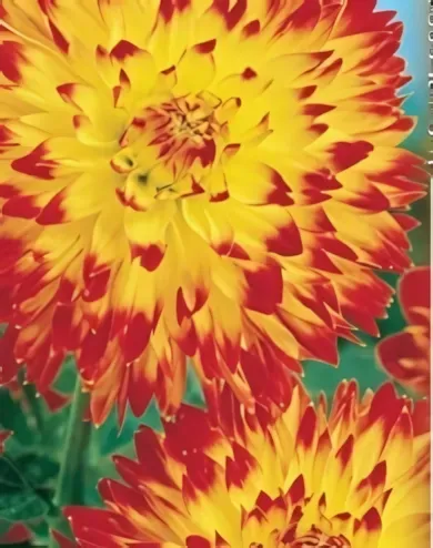 Procyon -  dekoratív dália gumó 1db