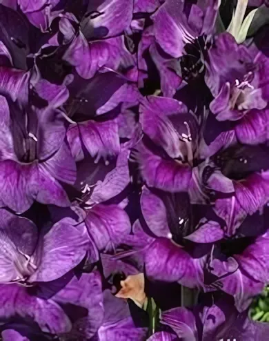 Purple Flora kardvirág hagyma 10 db