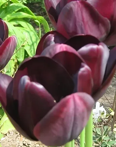 Queen of Night tulipán hagyma (7 db/csomag)
