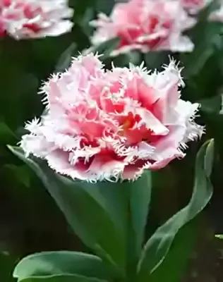 Queensland tulipán hagyma (6 db/csomag)