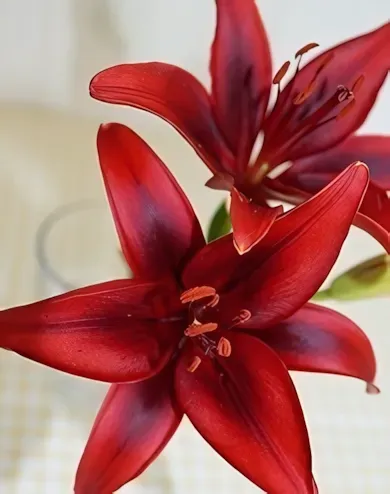 Red liliom hagyma (1 db/csomag) Red liliom hagyma (1 db/csomag)