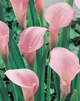 Rózsaszín kála gumó 1 db