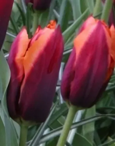Slawa tulipán hagyma (8 db/csomag)