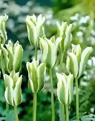 Spring Green tulipán hagyma (7 db/csomag)