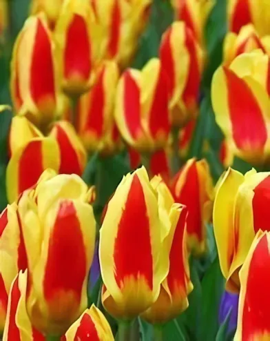 Stresa tulipán hagyma (8 db/csomag)