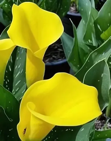 Sárga kála gumó 1 db