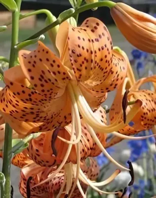 Tigrisliliom hagyma 1db