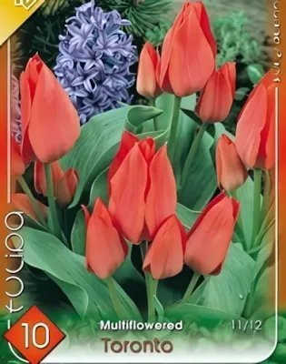 Toronto tulipán hagyma (10db/csomag)