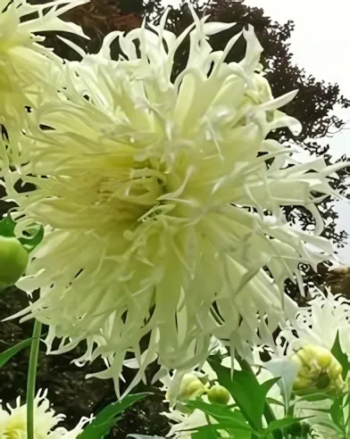 Tsuki Yori No Shisha kaktusz dália gumó 1db