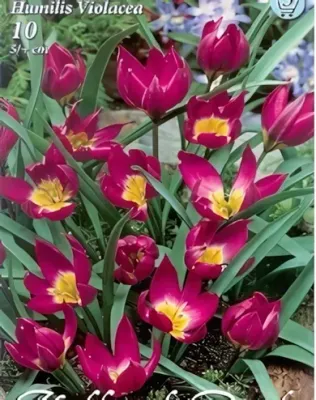 Violacea tulipán hagyma (10 db/csomag)