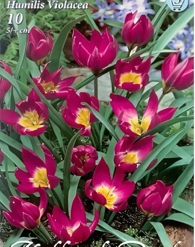 Violacea tulipán hagyma (10 db/csomag) Violacea tulipán hagyma (10 db/csomag)