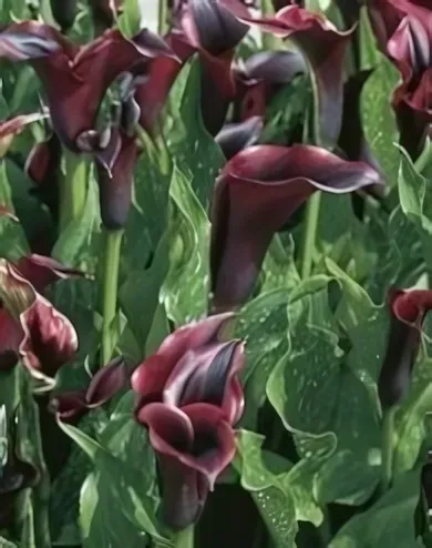 Violet kála gumó 1 db