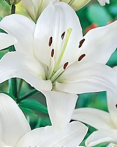 White liliom hagyma 1db