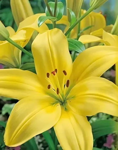 Yellow liliom hagyma 1db