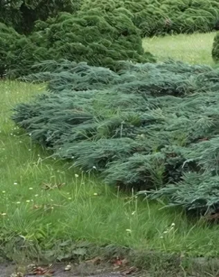 Blue Carpet Nepáli terülő boróka - acélkék konténerben (cserépben)