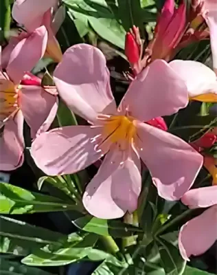 Dottore Attilio, óriás, rózsaszín színű, szimpla virágú leander