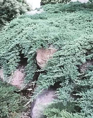 Japán törpeboróka - acélkék konténerben (cserépben)