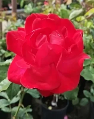 Kormun kúszó rózsa konténerben (cserépben) - piros Kormun kúszó rózsa konténerben (cserépben) - piros