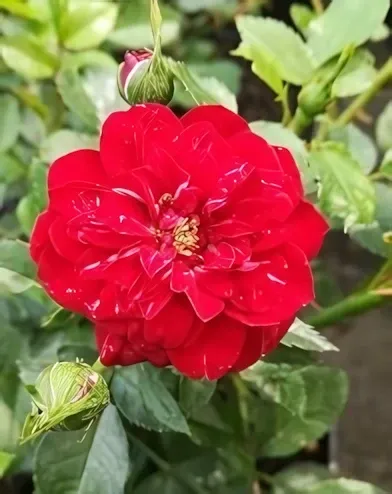 Miniature Red mini, törpe rózsa konténerben (cserépben) - bordó