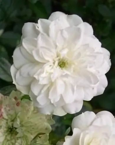 Miniature White mini, törpe rózsa konténerben (cserépben) - fehér