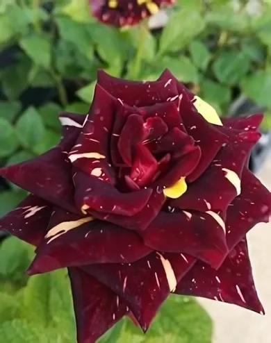 Abracadabra virágágyi, floribunda rózsa konténerben (cserépben) - bordó, vajsárga csíkokkal