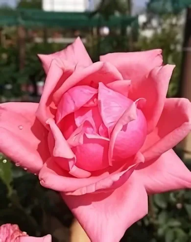 Bel Ange teahibrid rózsa konténerben (cserépben) - közép rózsaszín, fonák sötétebb