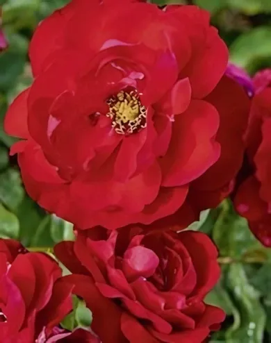 Limar floribunda rózsa - sötétpiros