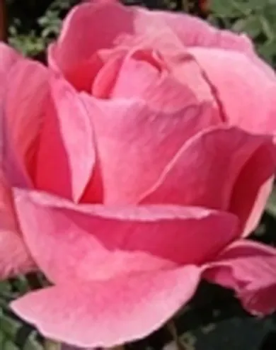 Queen Elisabeth virágágyi, floribunda rózsa - rózsaszín