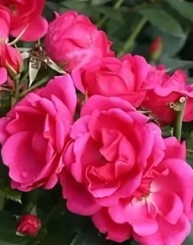 Tom-Tom virágágyi, floribunda rózsa - erős rózsaszín