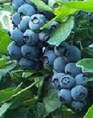 Brigitta Blue kék áfonya bokor konténerben (cserépben)