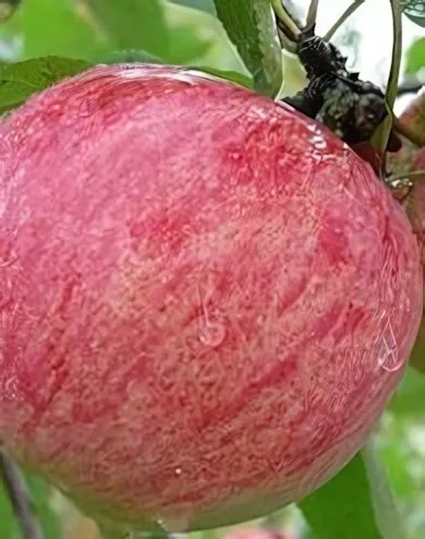 Fahéj almafa konténerben (cserépben)