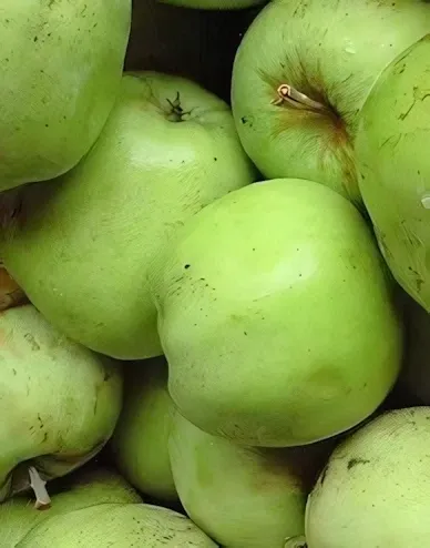Granny Smith almafa