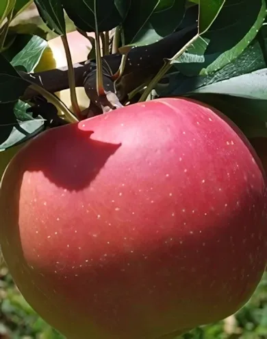 Gála (Tenroy) almafa konténerben (cserépben)