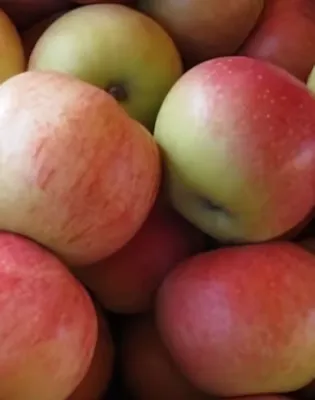 Jonagold almafa Jonagold almafa