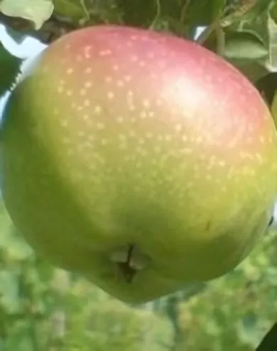 London pepin almafa konténerben (cserépben)