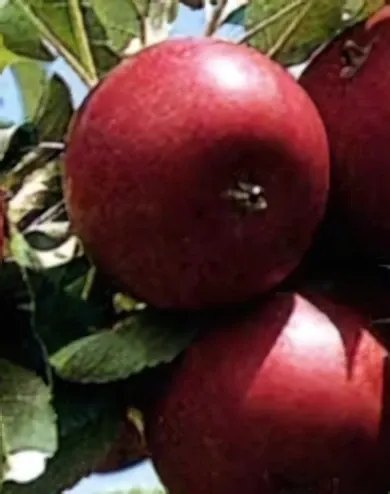 Éva almafa konténerben (cserépben)