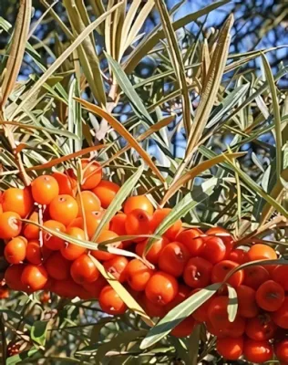 Askola (termő) homoktövis bokor konténerben (cserépben) Askola (termő) homoktövis bokor konténerben (cserépben)
