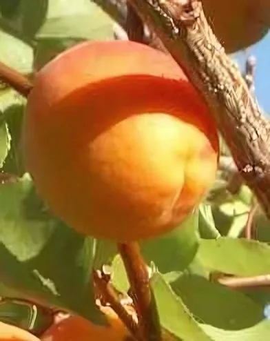 Goldrich kajszibarackfa konténerben (cserépben)