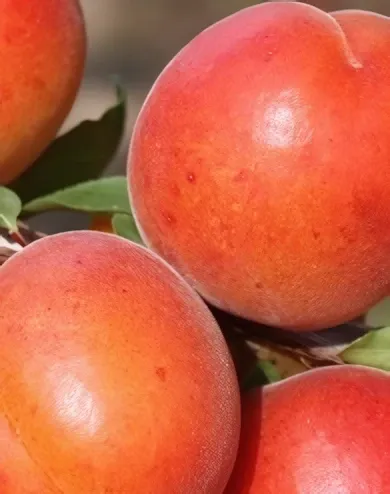 Pinkcot kajszibarackfa konténerben (cserépben)