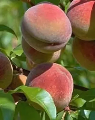 Kernechter vom Vorgebirge őszibarackfa